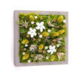 Garten ガルテン (Jasmin/Wild rose/Blume) / grart