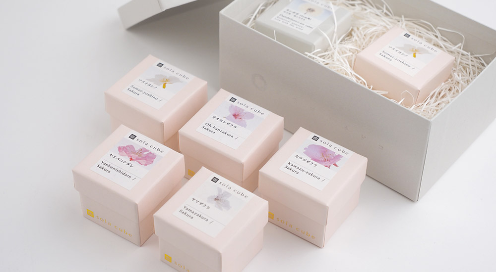 SOLA CUBE Sakura / Usaginonedoko