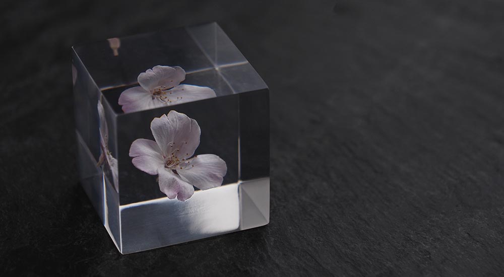 SOLA CUBE Sakura（サクラ 桜）/ Usaginonedoko ウサギノネドコ