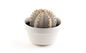 陶植 Astrophytum ランポー玉（八角）　陶器の植物 / Studio..zok
