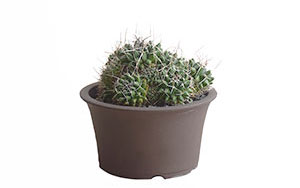 Mammillaria マミマリア（鉢植え）/ HINODEYA