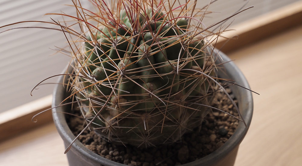 Ferocactus フェロカクタス + Smoked Planter（管理番号：OC02）/ HINODEYA