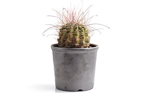 Ferocactus with Smoked Planter フェロカクタス（鉢植え） / HINODEYA