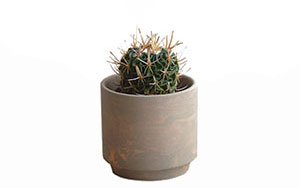 Echinofossulocactus エキノフェスロカクタス （鉢植え） / HINODEYA