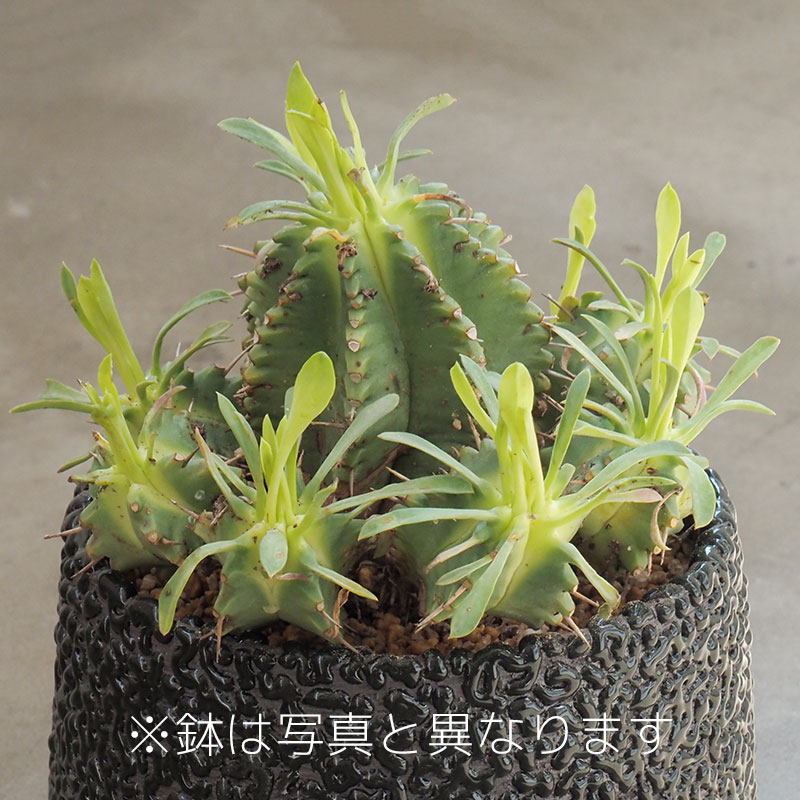 製品イメージ