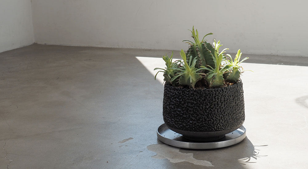 Euphorbia pulvinata × Hinodeya Rock Glazed Planter　ユーフォルビア・プルビナータ（ブルウィナタ ササガニマル 笹蟹丸）
