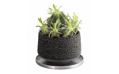 Euphorbia pulvinata × Hinodeya Rock Glazed Planter　ユーフォルビア・プルビナータ（ササガニマル 笹蟹丸） 
