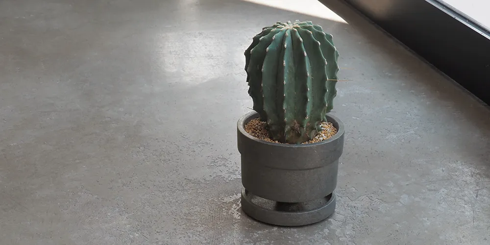 Ferocactus Glaucescens + PLANTER TEDDY （王冠竜 + プランター テディ）