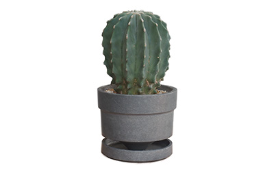 Ferocactus Glaucescens 王冠竜（プラスチック鉢） / WEBO Original