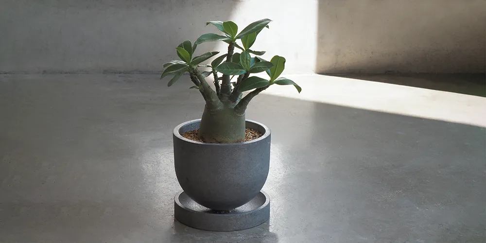 Adenium arabicum × Planter GORDIE アデニウム アラビカム（植え替え済み）