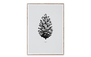 1:1 Pine Cone パインコーン（California Coulter Pine Cone） / PAPER COLLECTIVE