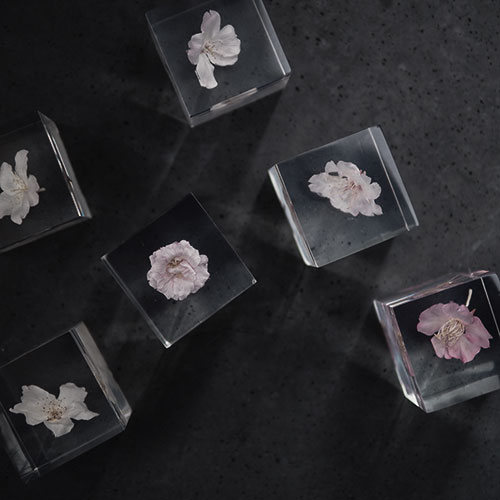 Sola Cube limited SAKURA ソラキューブ 桜 / Usagino Nedoko