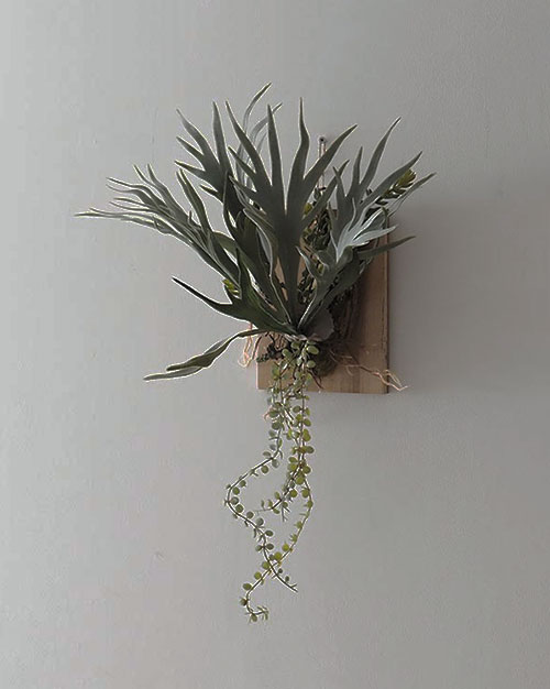 Wall Plants ビカクシダ / Farm