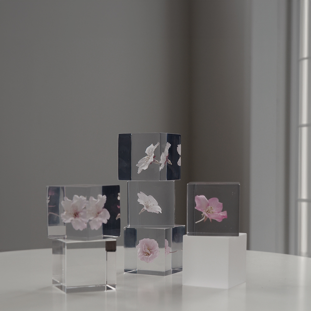 Sakura Limited 桜 ソラキューブ / Sola Cube