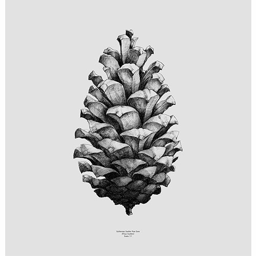 Pine Cone grey / PAPER COLLECTIVE