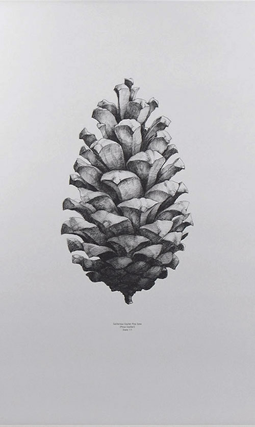 Pine Cone Grey パインコーン / Paper Collective