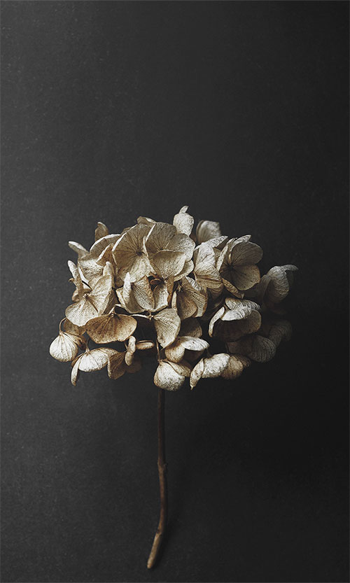 Still Life 04 スティルライフ 04 / Paper Collective