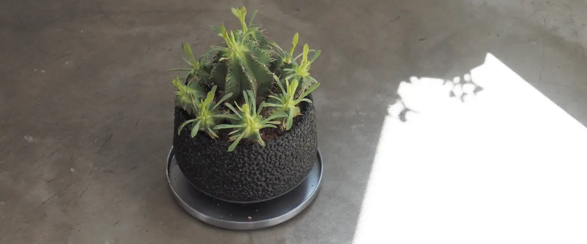 Euphorbia pulvinata × Hinodeya Rock Glazed Planter　ユーフォルビア・プルビナータ（ブルウィナタ ササガニマル 笹蟹丸）