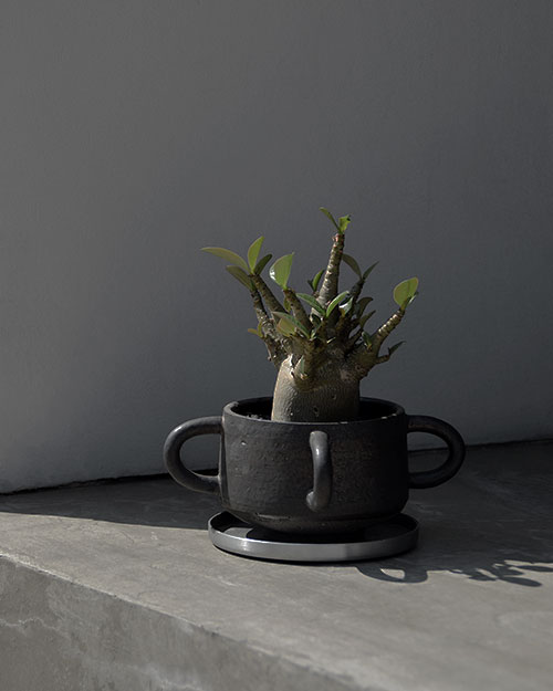 Adenium Aranicum 観葉植物