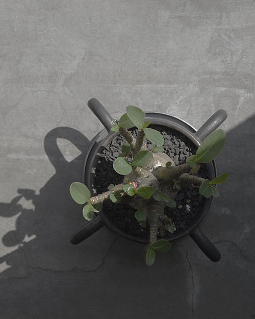 Adenium arabicum アピデニウム 観葉植物