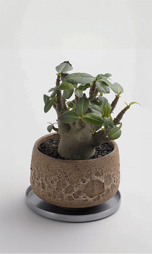 Adenium arabicum 観葉植物