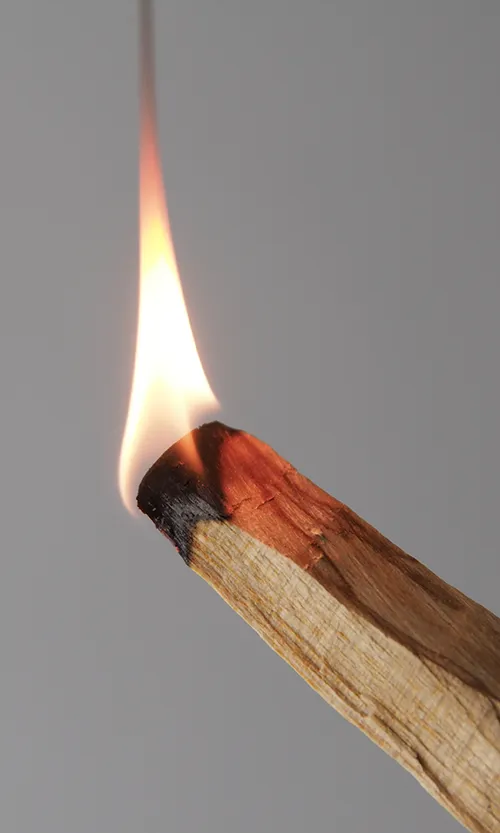 PALO SANTO パロサント / LANDSCAPE PRODUCTS